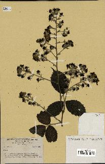 spécimen de Rubus sp.
