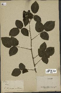 spécimen de Rubus sp.