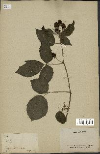 spécimen de Rubus sp.