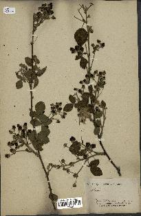 spécimen de Rubus sp.