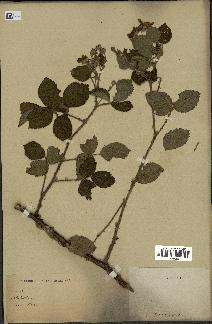 spécimen de Rubus sp.