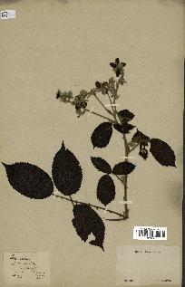 spécimen de Rubus sp.