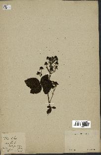 spécimen de Rubus sp.