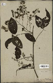 spécimen de Rubus sp.