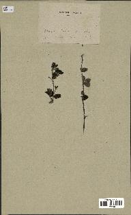 spécimen de Rubus sp.