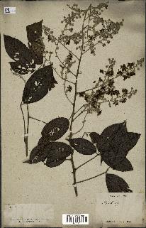 spécimen de Rubus sp.