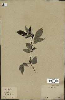 spécimen de Rubus sp.
