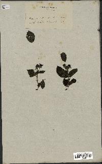 spécimen de Rubus sp.
