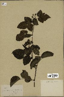 spécimen de Rubus sp.