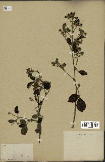 spécimen de Rubus sp.