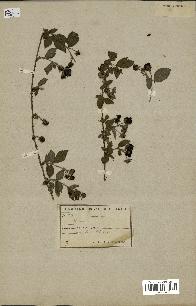 spécimen de Rubus sp.