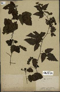 spécimen de Rubus sp.