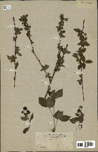 spécimen de Rubus sp.