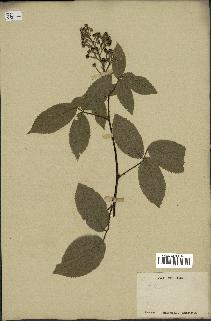 spécimen de Rubus sp.