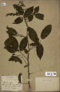 spécimen de Rubus sp.