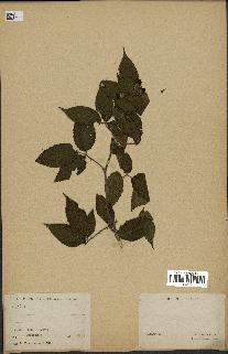 spécimen de Rubus sp.