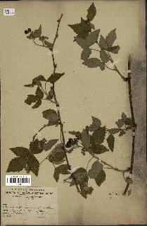 spécimen de Rubus sp.