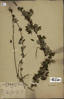spécimen de Rubus sp.