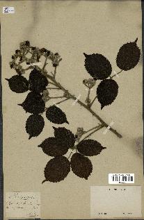 spécimen de Rubus sp.