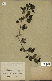 spécimen de Rubus sp.