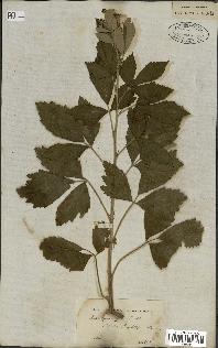 spécimen de Rubus pubescens