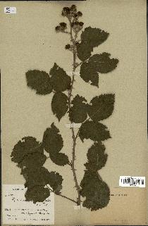 spécimen de Rubus pubescens