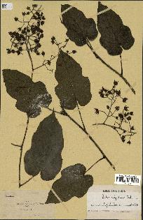 spécimen de Rubus polyadenus