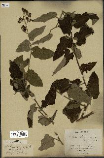 spécimen de Rubus parkeri