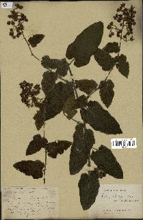 spécimen de Rubus parkeri