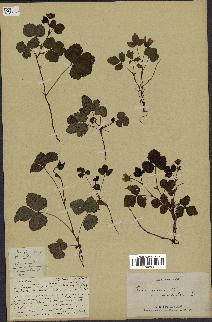 spécimen de Rubus arcticus