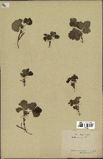 spécimen de Rubus arcticus