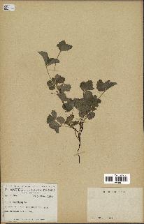 spécimen de Rubus arcticus