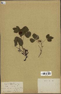 spécimen de Rubus arcticus