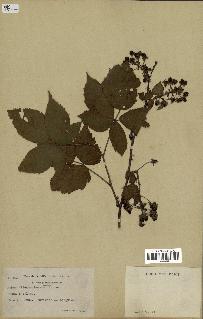 spécimen de Rubus allegheniensis
