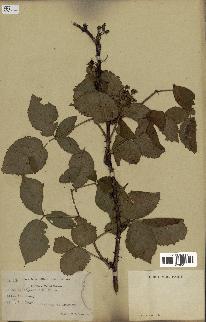 spécimen de Rubus allegheniensis