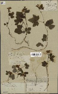 spécimen de Rubus arcticus