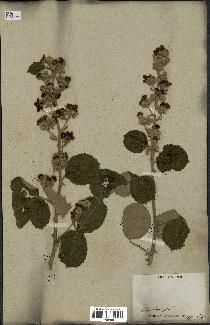 spécimen de Rubus ulmifolius