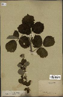spécimen de Rubus ulmifolius