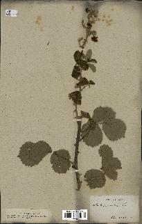 spécimen de Rubus ulmifolius