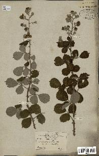 spécimen de Rubus ulmifolius