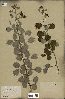 spécimen de Rubus ulmifolius