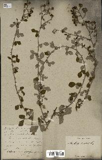 spécimen de Rubus ulmifolius