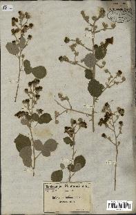 spécimen de Rubus ulmifolius