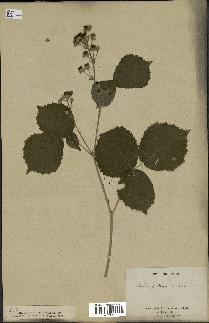 spécimen de Rubus ulmifolius