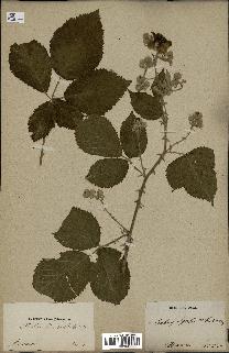 spécimen de Rubus ulmifolius