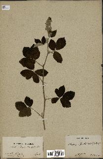 spécimen de Rubus ulmifolius