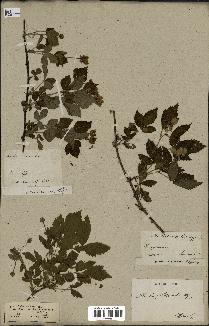 spécimen de Rubus trivialis