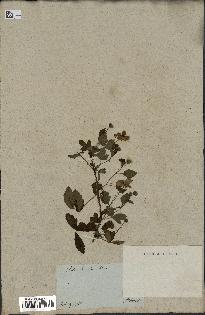 spécimen de Rubus trivialis