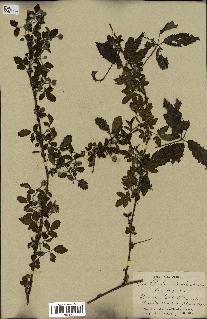 spécimen de Rubus trivialis