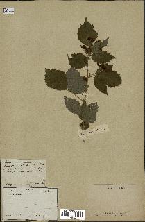 spécimen de Rubus trivialis